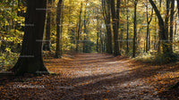 Sunlit Woodland Path with Golden Autumn Leaves