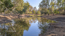 Serene Woodland Pond Surrounded by Lush Greenery