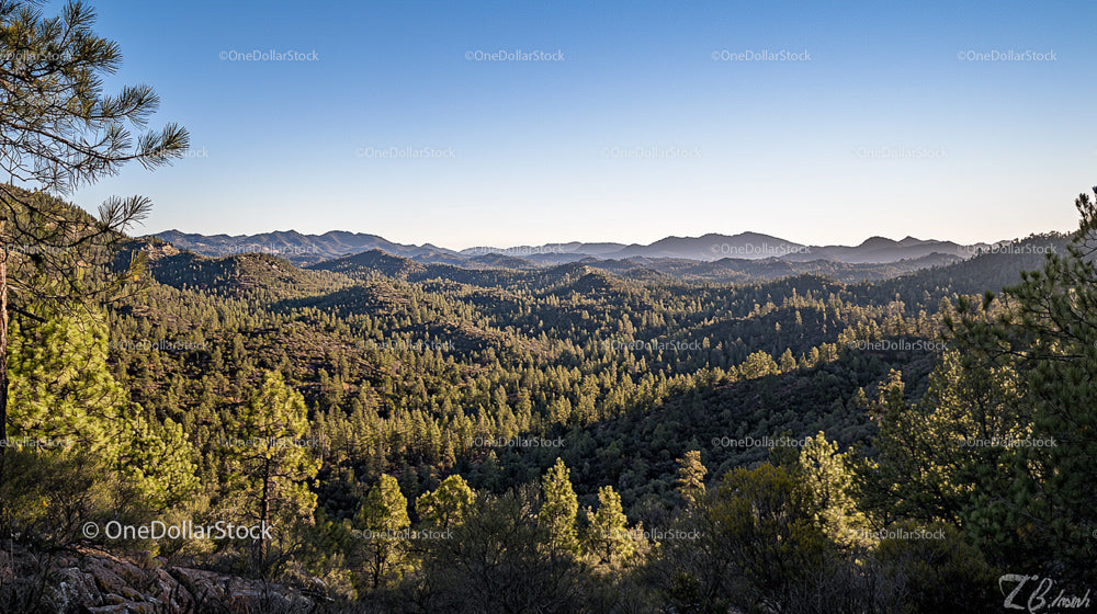 Panoramic View of Pine Forest and Mountain Ranges