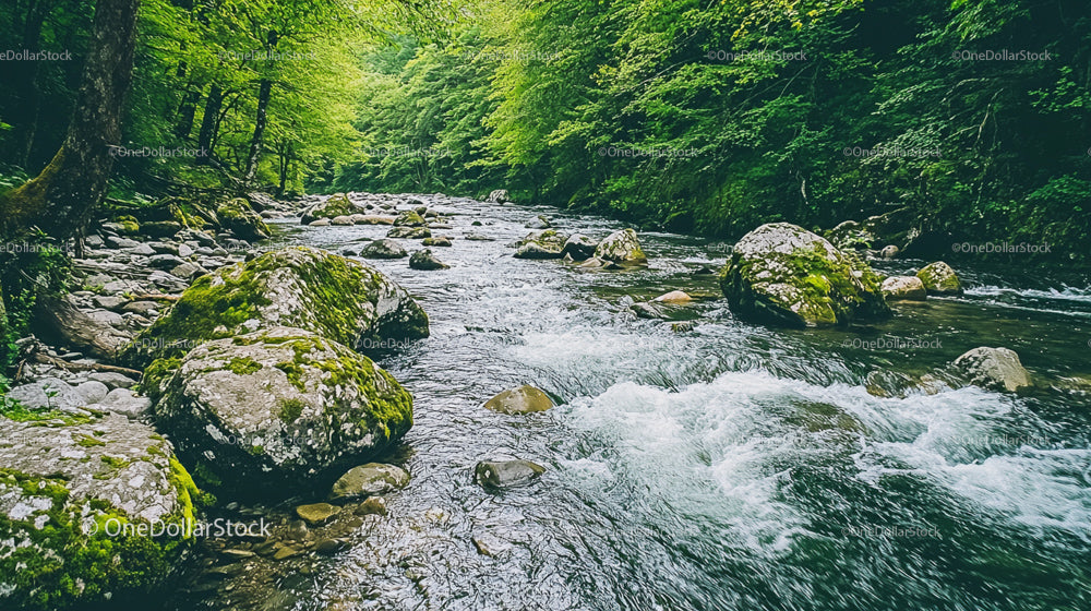 Serene Forest Stream with Mossy Rocks and Lush Greenery
