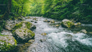 Serene Forest Stream with Mossy Rocks and Lush Greenery