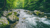 Serene Forest Stream with Mossy Rocks and Lush Greenery