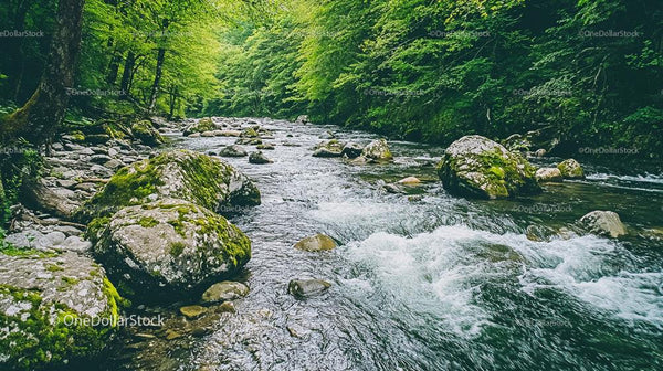 Serene Forest Stream with Mossy Rocks and Lush Greenery