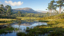 Tranquil Pine Forest and Mountain Reflection in Clear Lake
