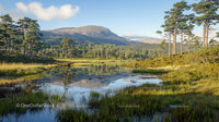 Tranquil Pine Forest and Mountain Reflection in Clear Lake