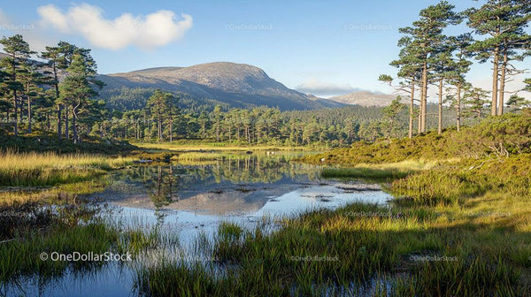 Tranquil Pine Forest and Mountain Reflection in Clear Lake