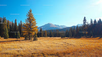 Scenic Mountain Meadow with Pine Trees and Autumn Colors