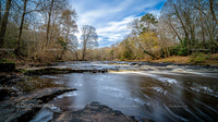 Tranquil Autumn Stream in a Dense Forest Setting