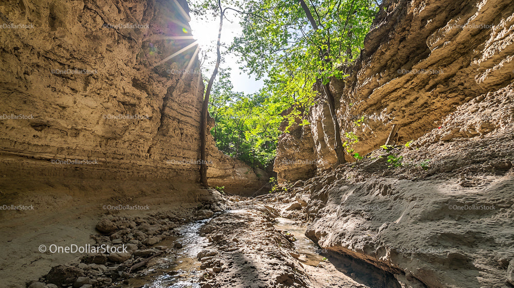 Sunlit Canyon Path with Lush Greenery and Rocky Formations