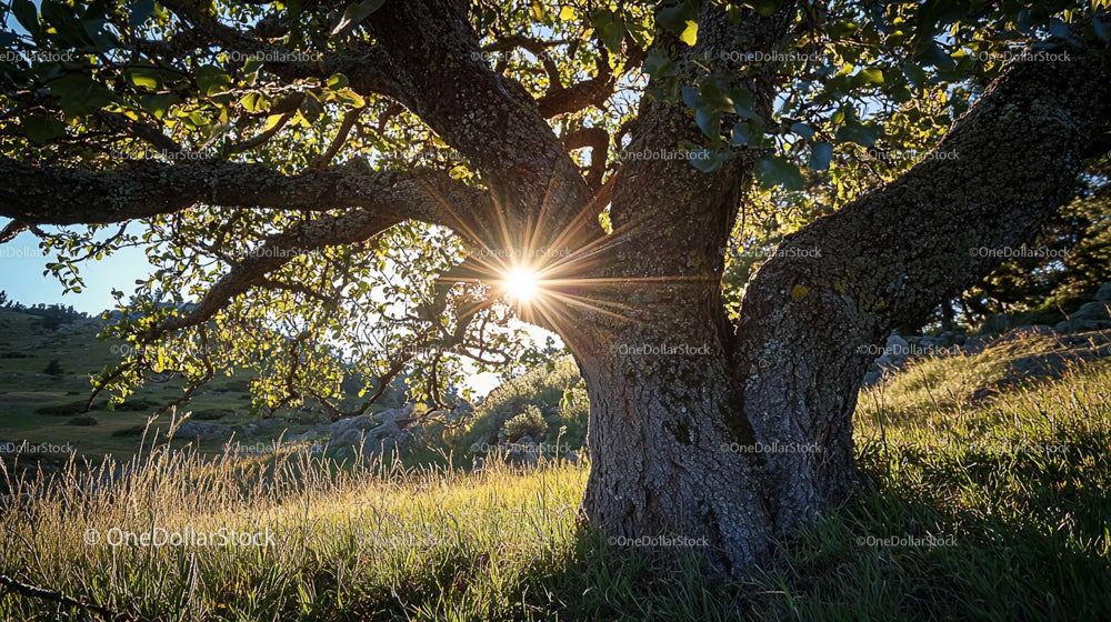 Sunlight Streaming Through a Majestic Tree in a Green Meadow