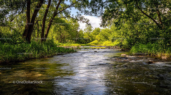 Tranquil River Flowing Through Lush Green Forest