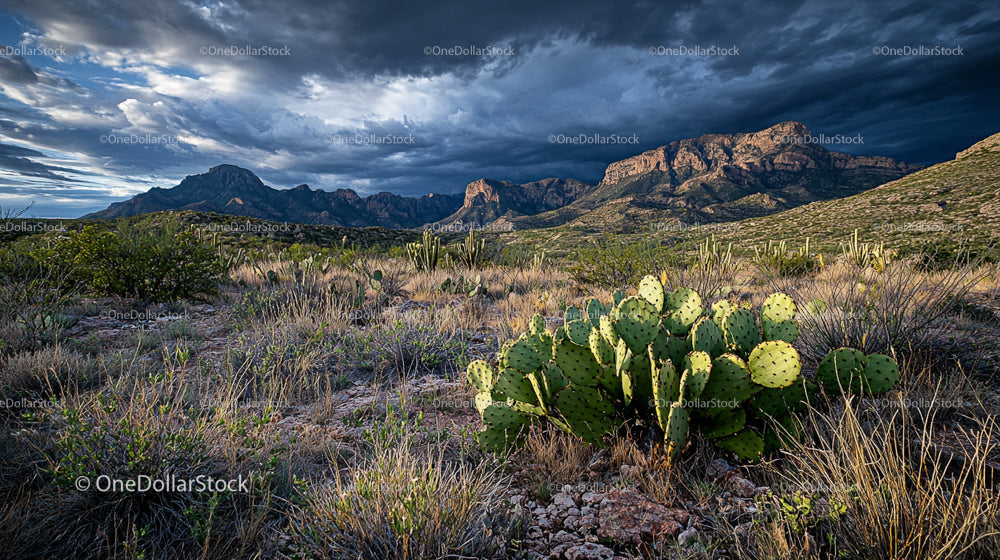 Dramatic Desert Landscape with Cactus under Stormy Skies