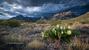 Dramatic Desert Landscape with Cactus under Stormy Skies
