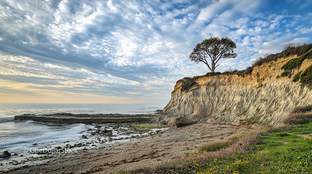 Rugged Cliffside with Lone Tree Overlooking the Ocean