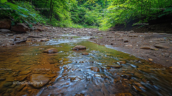 Serene Forest Stream with Rocky Riverbed in Summer