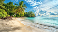 Tropical Beach with Palm Tree and Turquoise Sea