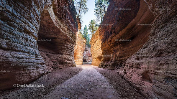 Dramatic Sandstone Canyon with Tall Cliffs and Pine Trees