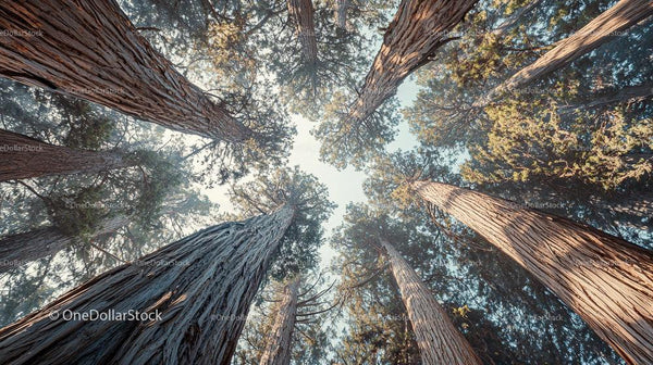 Majestic Sequoia Trees Reaching for the Sky in Serene Forest