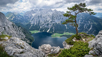 Majestic Alpine Landscape with Tree Overlooking Mountain Lake