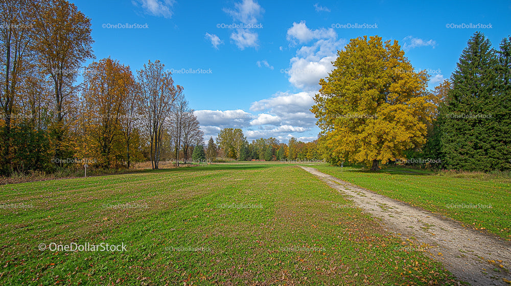 Tranquil Autumn Landscape with Golden Trees and Green Field