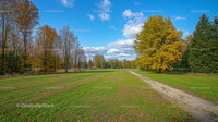 Tranquil Autumn Landscape with Golden Trees and Green Field