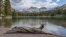 Driftwood on Shore of Mountain Lake with Pine Forest