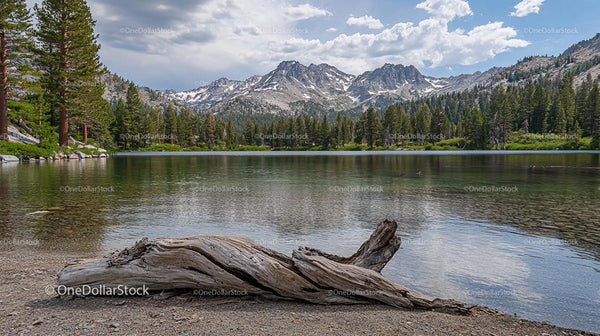 Driftwood on Shore of Mountain Lake with Pine Forest