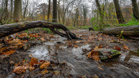 Tranquil Autumn Forest Scene with Flowing Stream and Leaves