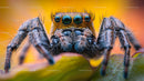 Vibrant Jumping Spider in Stunning Macro Photography