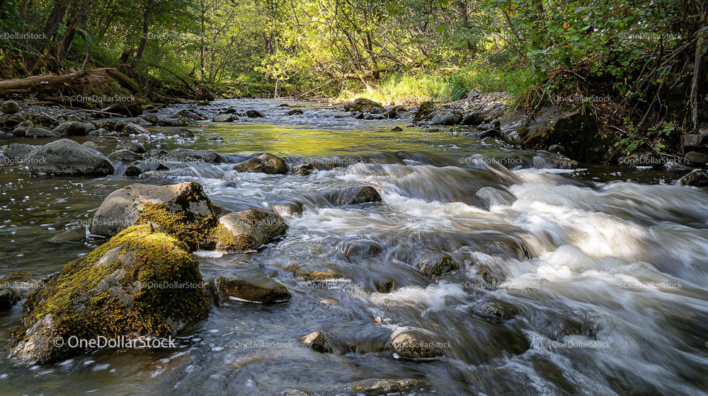Peaceful Forest Stream Flowing Over Rocks in Sunlit Woodland