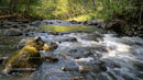Peaceful Forest Stream Flowing Over Rocks in Sunlit Woodland