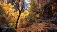 Golden Autumn Foliage in Scenic Canyon Landscape