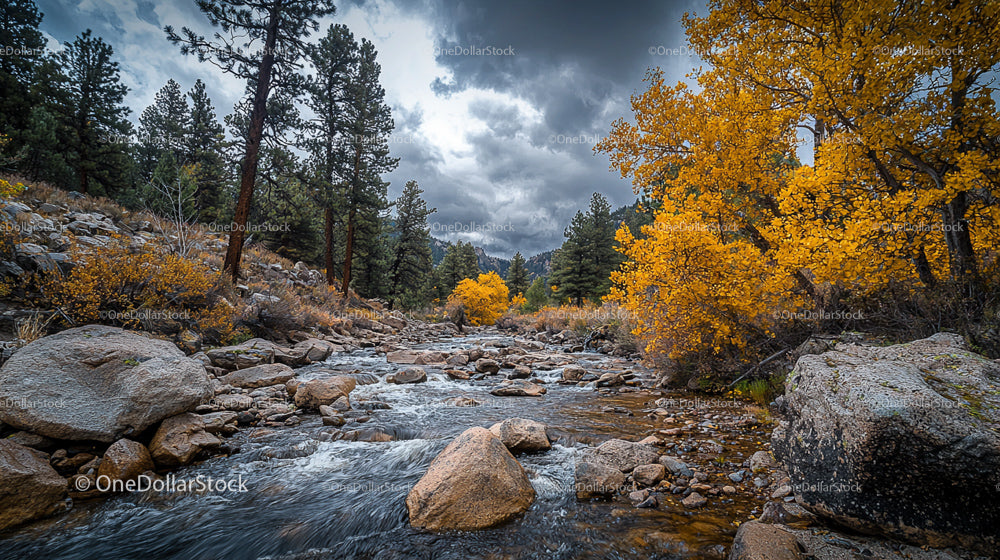 Autumn River with Yellow Foliage and Rocky Stream