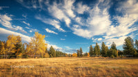 Golden Autumn Trees Under Vast Blue Sky and White Clouds