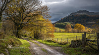 Rustic Autumn Pathway with Golden Foliage and Mountain View