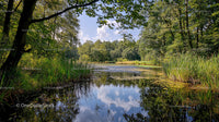 Tranquil Forest Lake with Lush Greenery and Reflective Waters