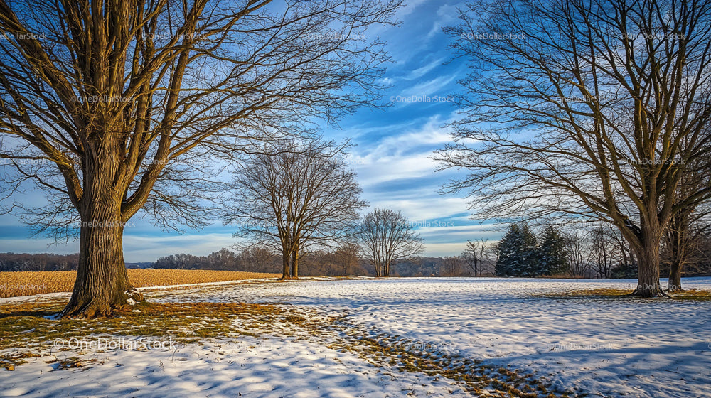 Winter Trees and Snow Covered Field Under Blue Sky