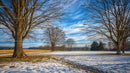 Winter Trees and Snow Covered Field Under Blue Sky
