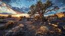 Sunset Over Desert Landscape with Twisted Tree and Rocks