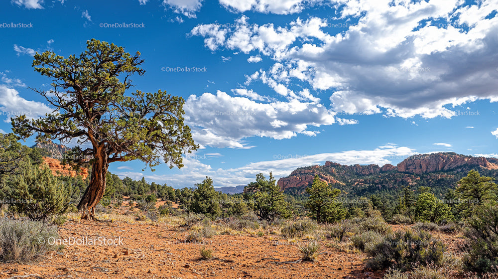 Lone Tree in Arid Desert Landscape Under Blue Sky