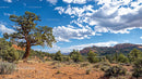 Lone Tree in Arid Desert Landscape Under Blue Sky