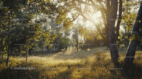 Sunlit Forest with Autumn Leaves and Morning Light