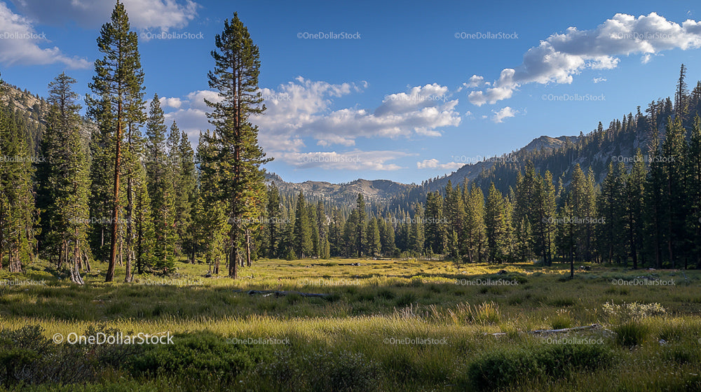 Serene Meadow Surrounded by Majestic Pine Trees and Mountains