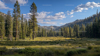Serene Meadow Surrounded by Majestic Pine Trees and Mountains