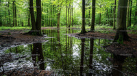 Tranquil Woodland Reflections in a Lush Green Forest
