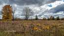 Autumn Meadow with Goldenrod Flowers and Dramatic Sky