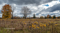 Autumn Meadow with Goldenrod Flowers and Dramatic Sky