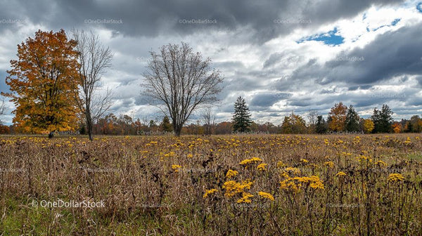 Autumn Meadow with Goldenrod Flowers and Dramatic Sky
