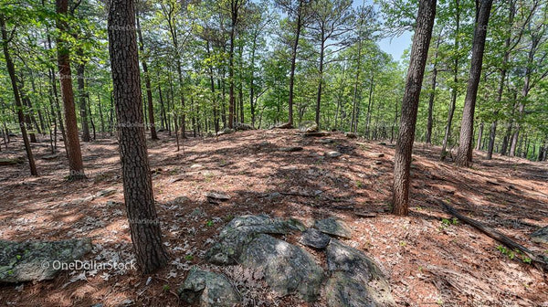 Tranquil Forest with Pine Trees and Natural Rock Formations