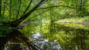 Tranquil River Flowing Through Lush Green Forest